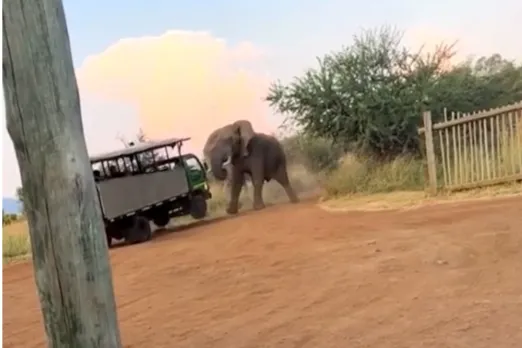 Animal Viral Video