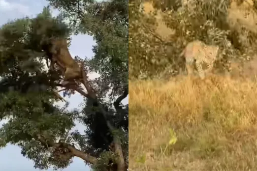 Animal Viral Video