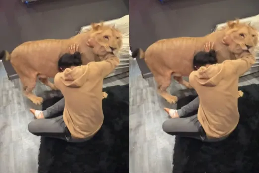 Animal Viral Video