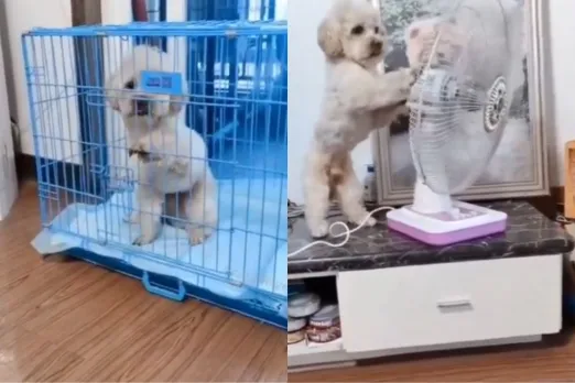 Animal Viral Video