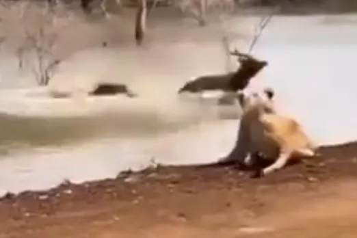 Animal Viral Video