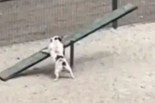 Animal Viral Video