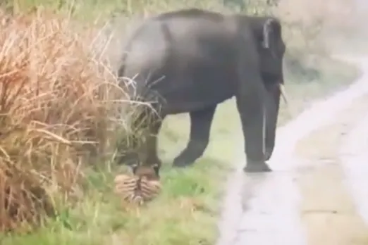 Animal Viral Video