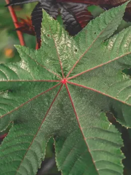 Use Castor Leaves to Get Rid of these 7 Issues
