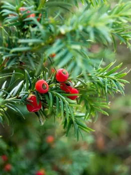 10 Most Dangerous Plants in the World That Are Lethal for Mankind