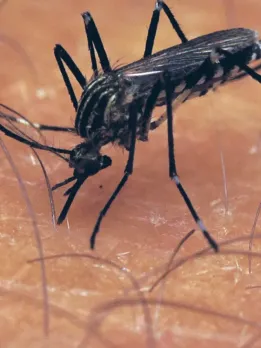 Use Onion Like This to Get Rid of Mosquitoes and Flies