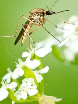 Why AIDS is not transmitted by Mosquito Bites?