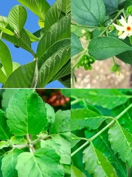 These 4 leaves can save you from 100 diseases