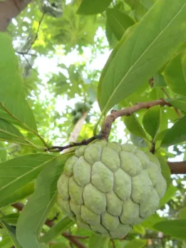 THIS Desi Leaf Can Cure Several Diseases