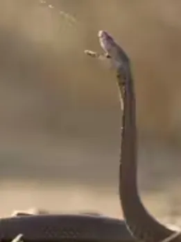How do people get intoxicated with snake venom?
