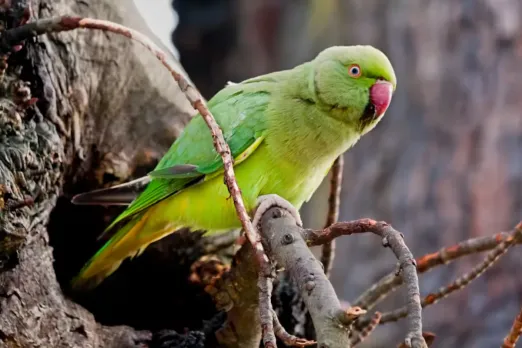 Parrot Fever