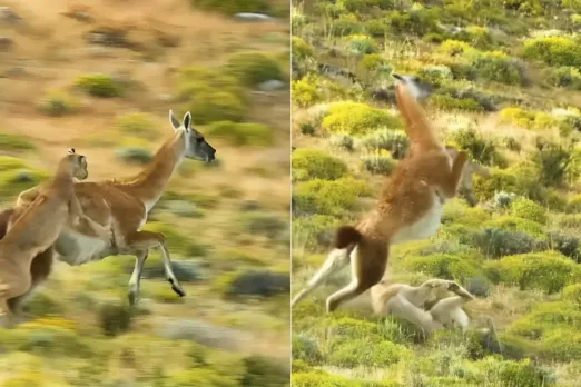 Animal Viral Video