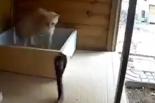 Animal Viral Video