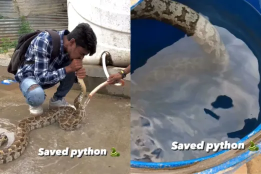 Animal Viral Video