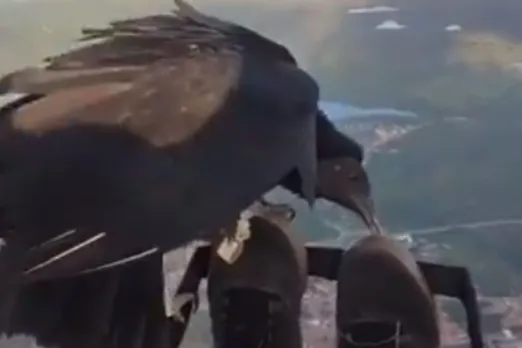 Animal Viral Video