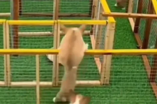 Animal Viral Video