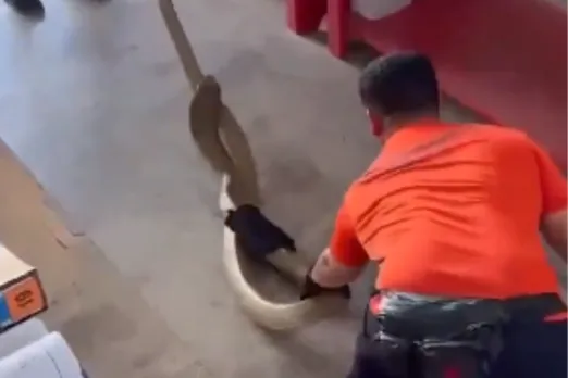 Animal Viral Video