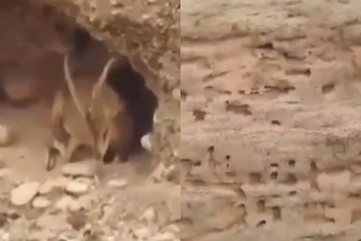 Animal Viral Video