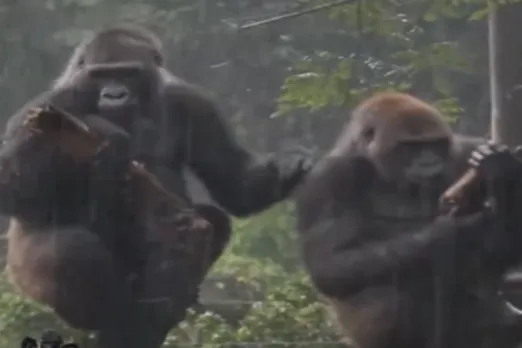 Animal Viral Video