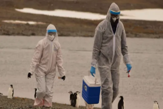Bird Flu