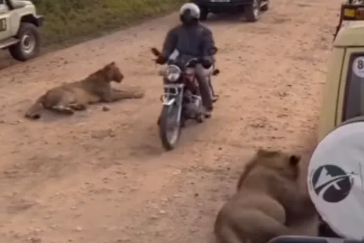 Animal Viral Video