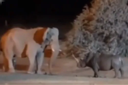 Animal Viral Video