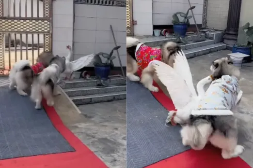 Animal Viral Video