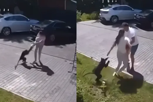 Animal Viral Video