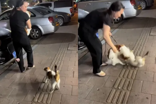 Animal Viral Video