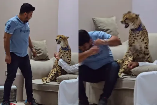 Animal Viral Video