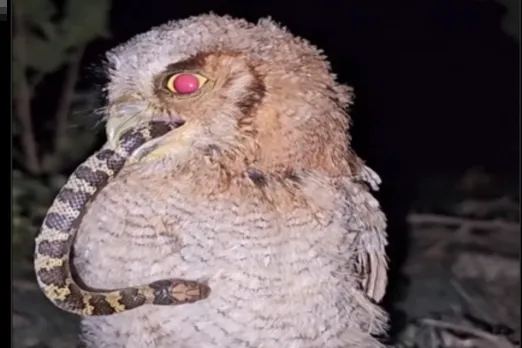 Animal Viral Video: