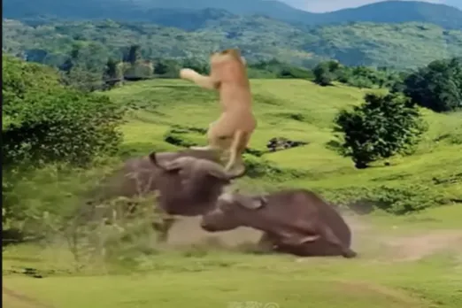 Animal Viral Video