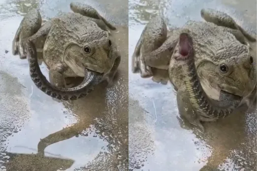 Animal Viral Video