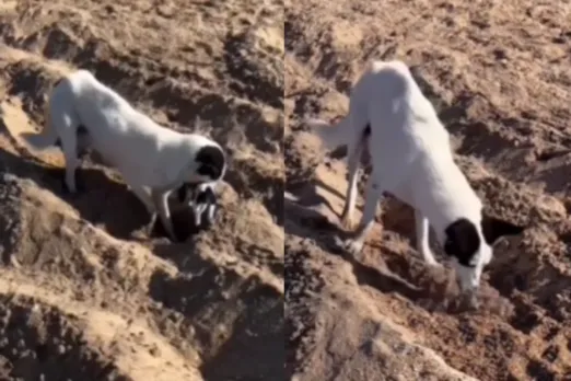 Animal Viral Video