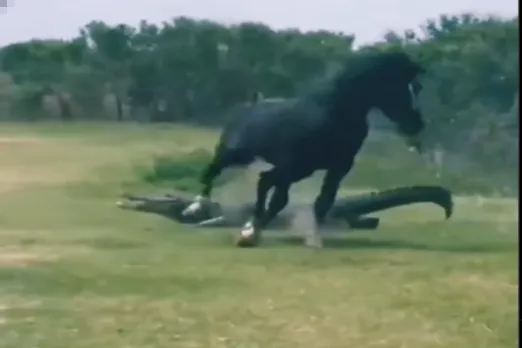 Animal Viral Video