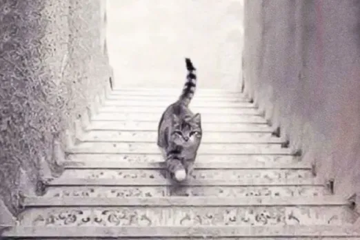 Optical Illusion