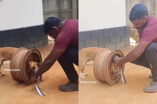 Animal Viral Video