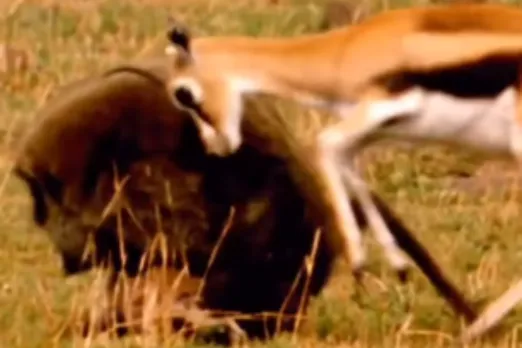 Animal Viral Video