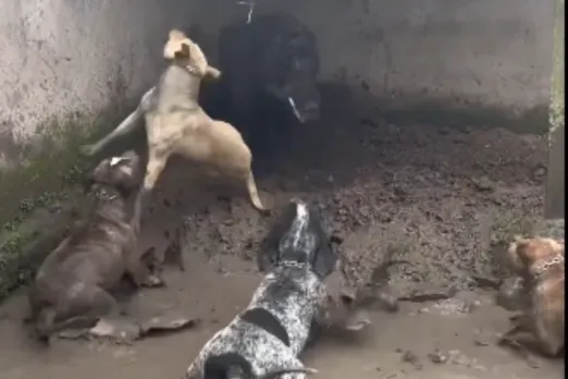 Animal Viral Video