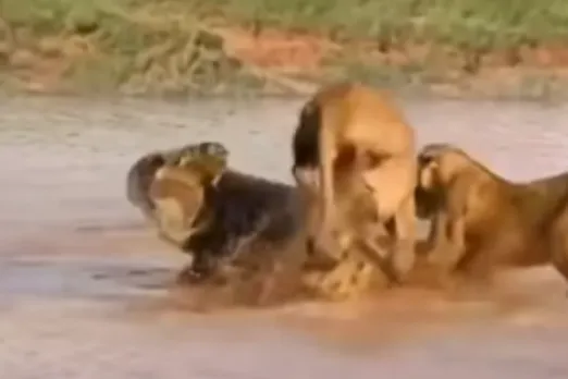 Animal Viral Video