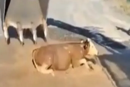 Viral Video