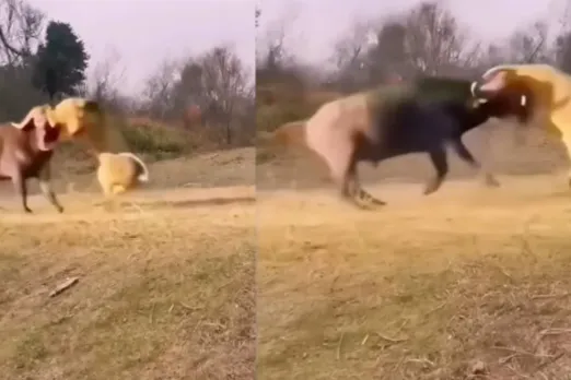 Animal Viral Video