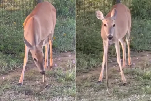 Animal Viral Video