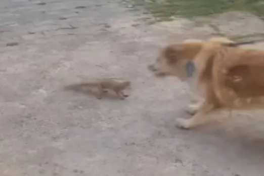 Animal Viral Video