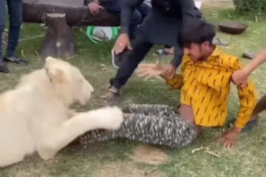 Animal Viral Video