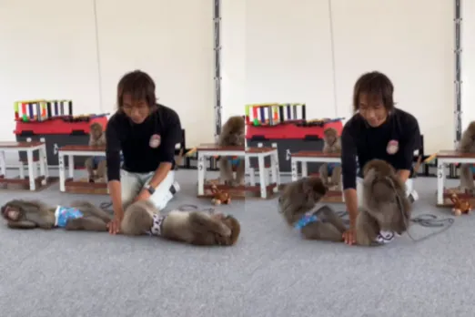 Animal Viral Video