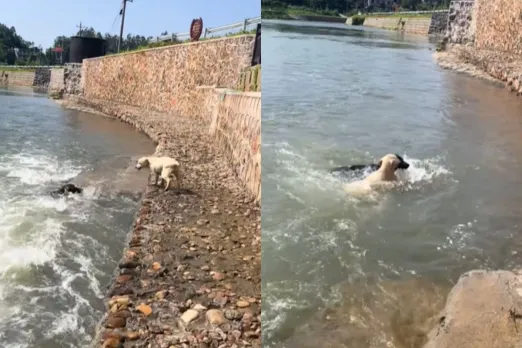 Animal Viral Video