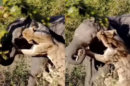 Animal Viral Video