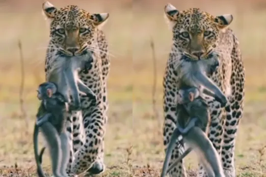 Animal Viral VIdeo