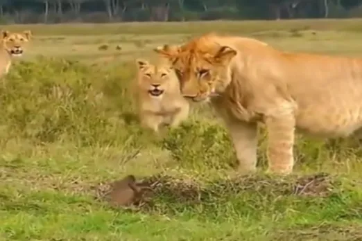 Animal Viral Video